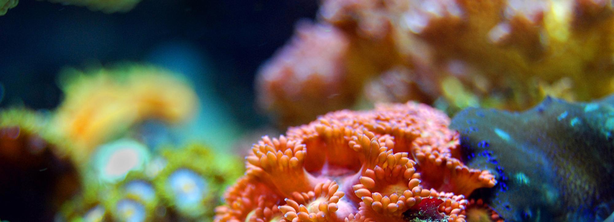 Les Pouilles ont aussi un récif de corail